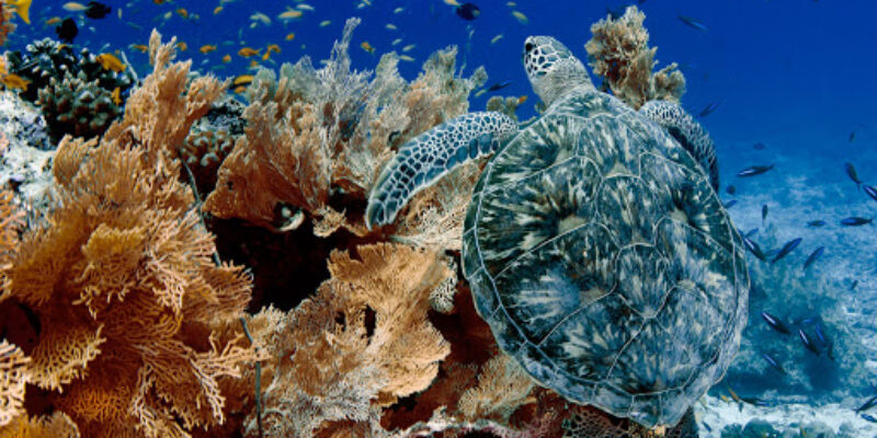 Blue Safari Alphonse