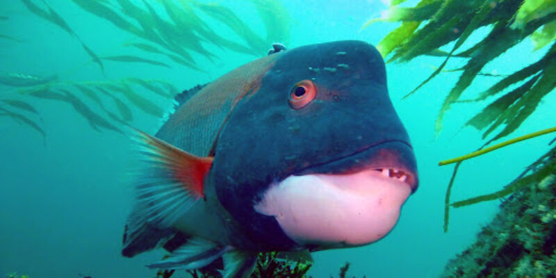 Tropical Adventure Scuba & Travel