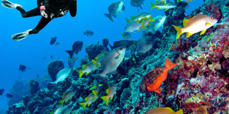 Patagon Dive Center