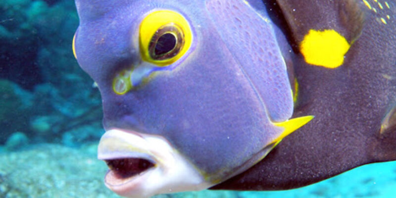 BR Sub