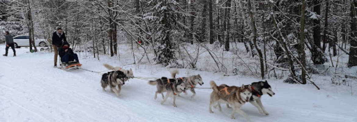 Red Fox Tours