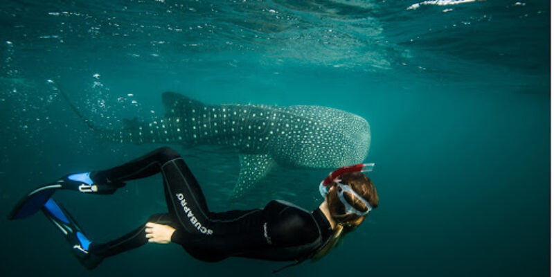 Dolphin Excursions SARL