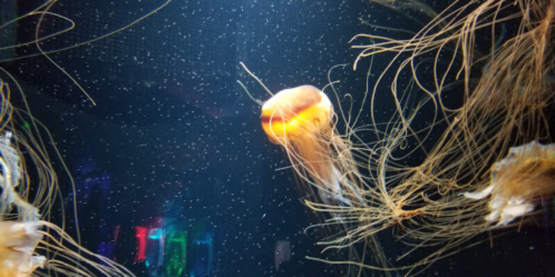 Chengdu Cube Oceanarium Co Ltd