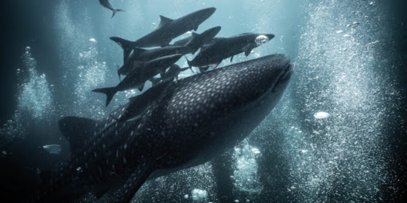Wahoo Diving Center Co, Ltd.