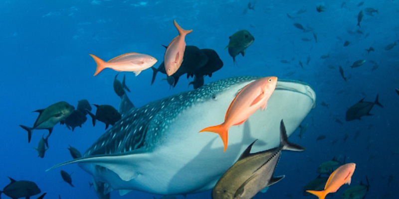 Below The Surface Dive Centre