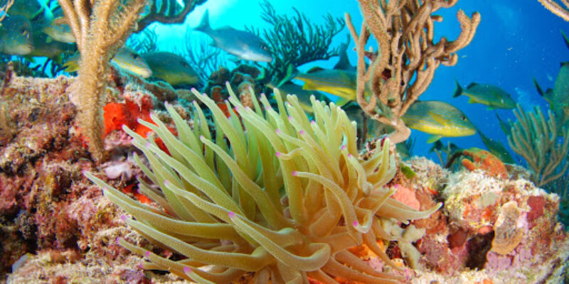 Aquanauts Dive Adventures