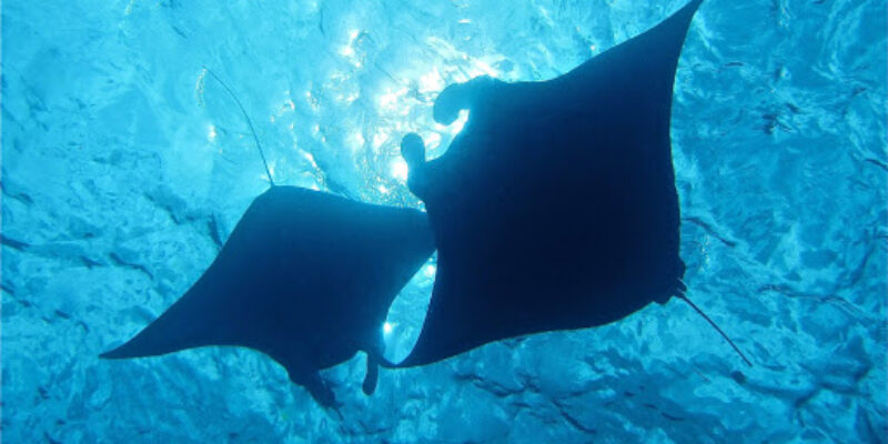 Zen Dive Bali