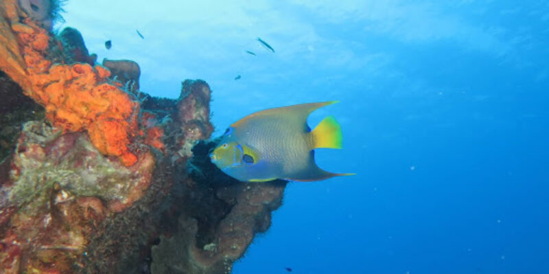 SC Diving