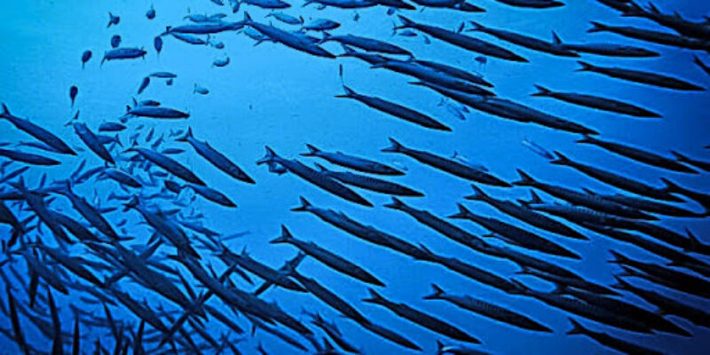 UTINA Diving College Ltd.