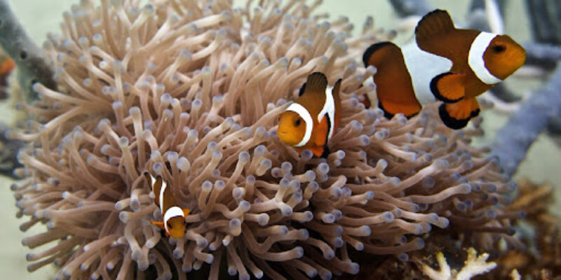 Ray’s Dive Adventure