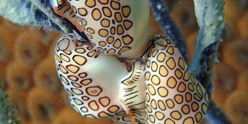 Culebra Divers