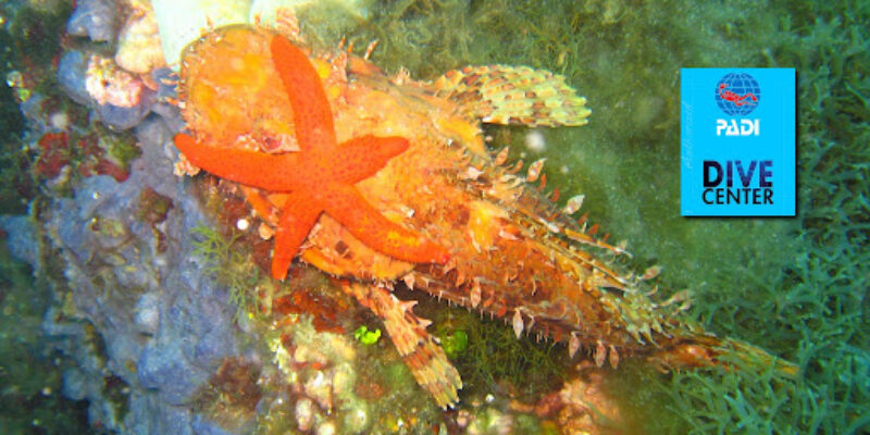 Mediterranean Dive Mataró