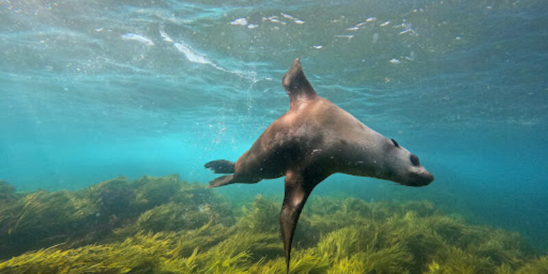 Underwater Safaris