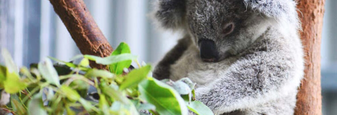 Currumbin Wildlife Hospital