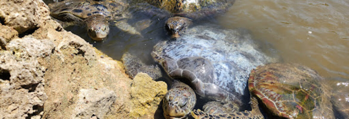 Turtle Island