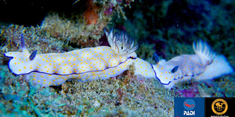 Poseidon Diving Centre