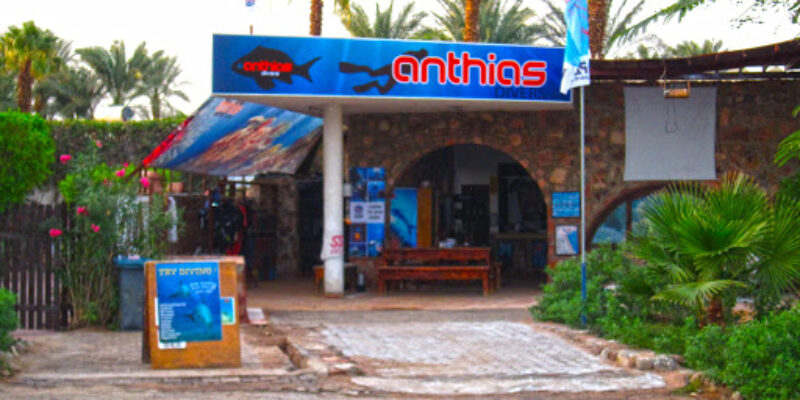 Anthias Divers
