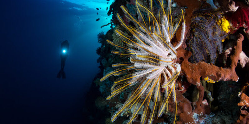 Celebes Divers