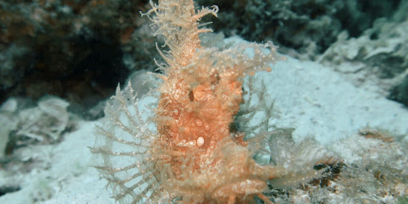 Diving World – Le Canonnier