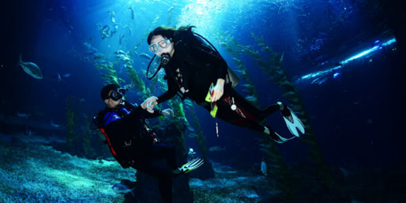 Jeju Dive