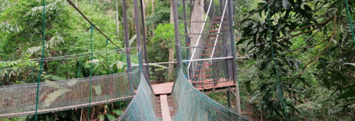Borneo Ant House