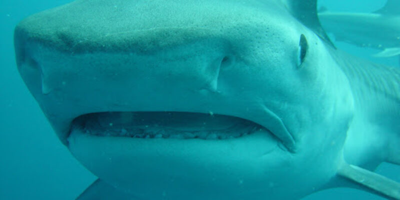 Aliwal Dive Centre