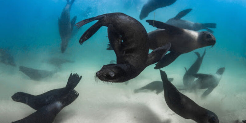 Pro Dive – Plettenberg Bay
