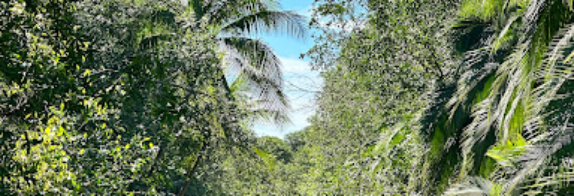 Monkey Mangrove Tour NACARCOSTA Credit Cards Are Welcome