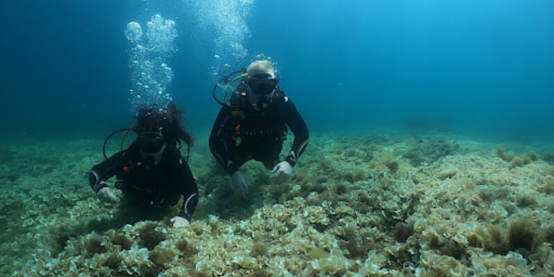 Dive on Malta