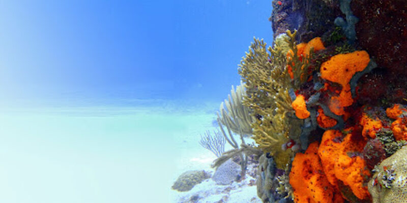 Isla Nena Scuba