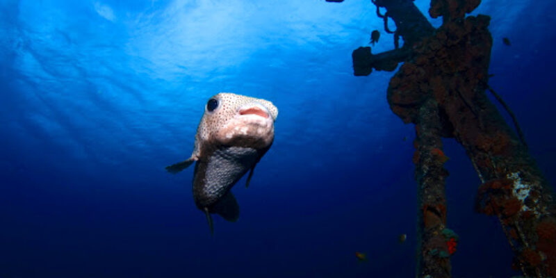 Pro Dive Mauritius