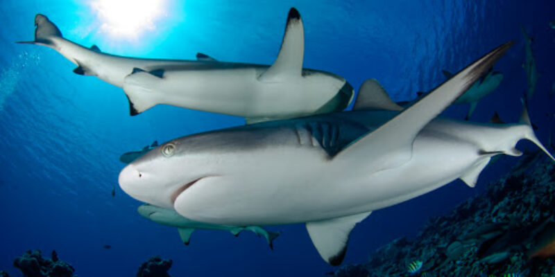 Mkland Tour & Diving