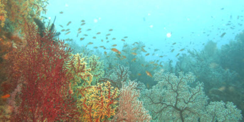 India Scuba Explorers
