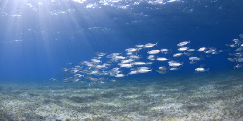 Buceo La Herradura