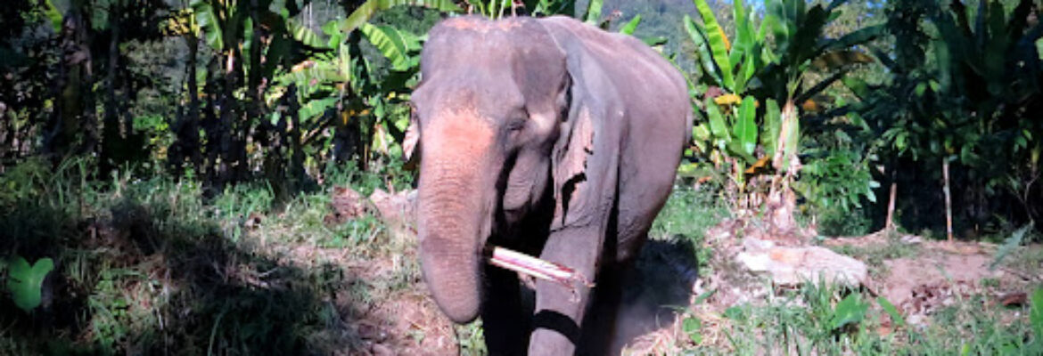 Blue Elephant Thailand Tours
