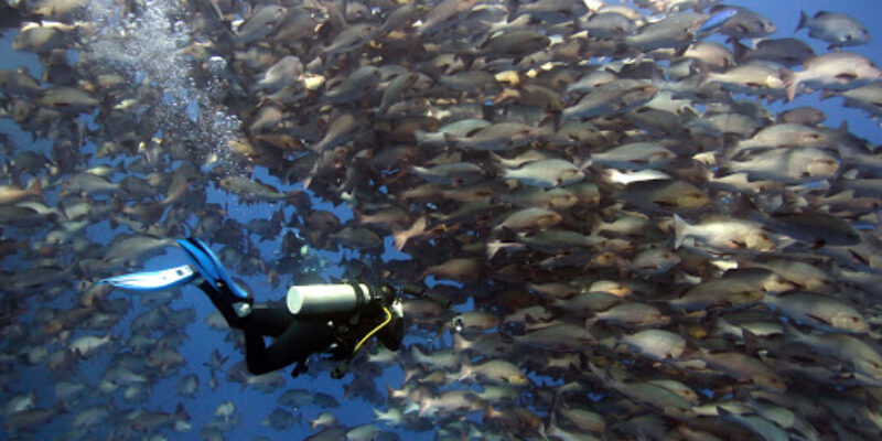 Diving Centers Werner Lau – Na’ama Bay