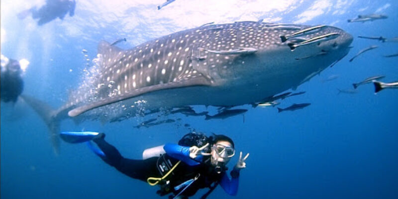 Actually Diving