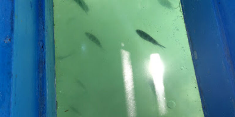 Baracuda Kenya Limited