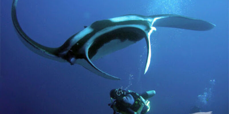 Oceanic Divecenter