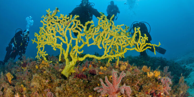Big Blue Diving