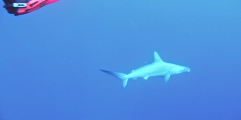 Coral Diving Club