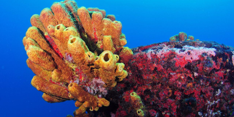 Natal Divers