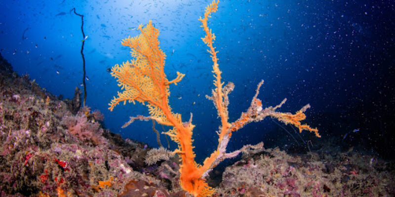 Tommy’s Dive Center Phuket