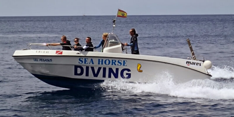 Sea Horse Diving