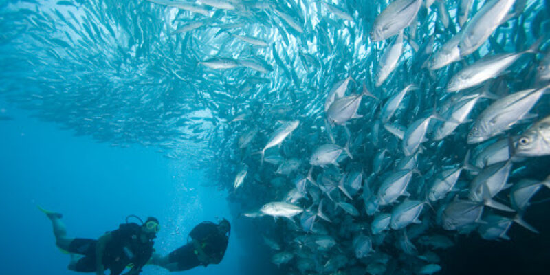 Sail Rock Divers