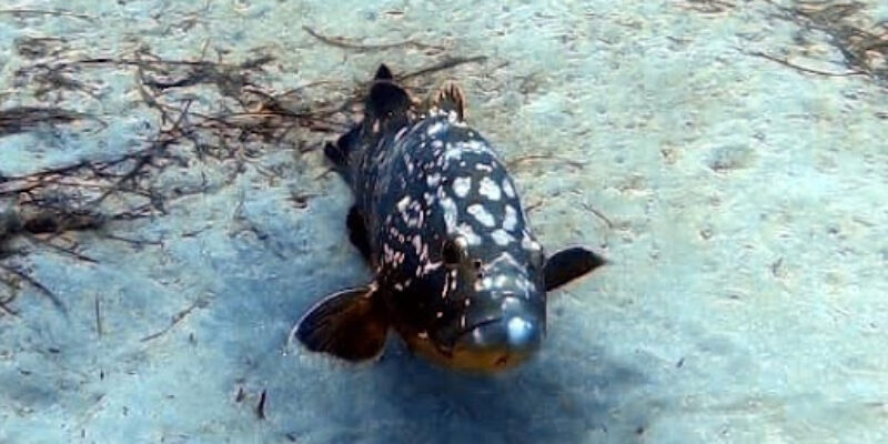 Dive Pro Fuerte