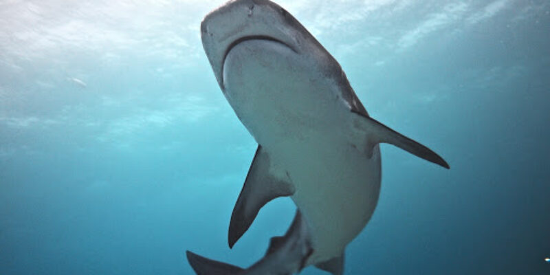 Fuvahmulah Dive