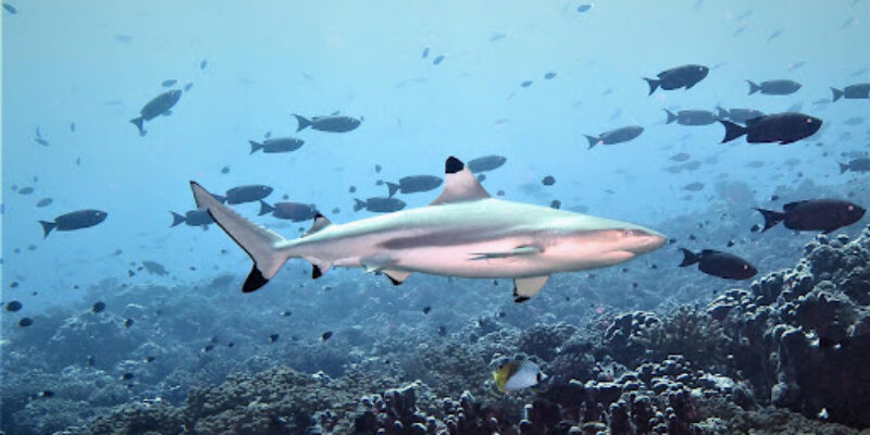 Dive Ocean Makunudu