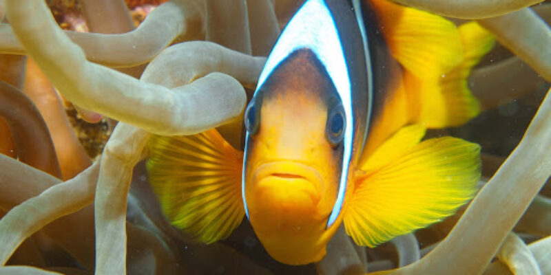 Sunderland Scuba Centre