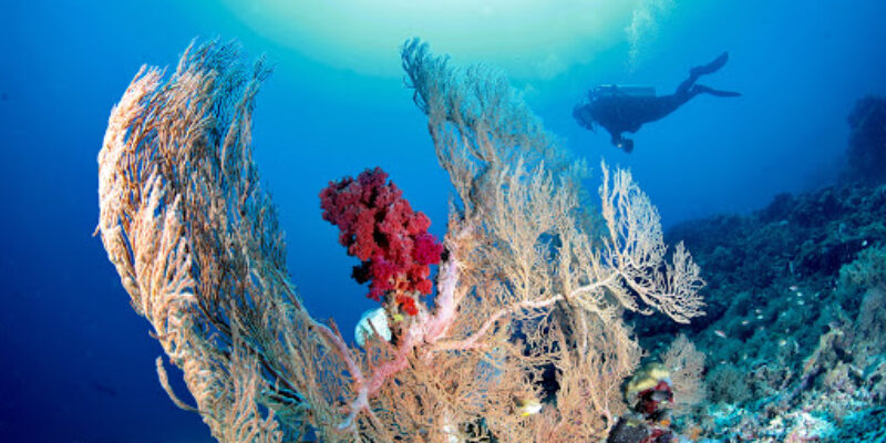 Dive King